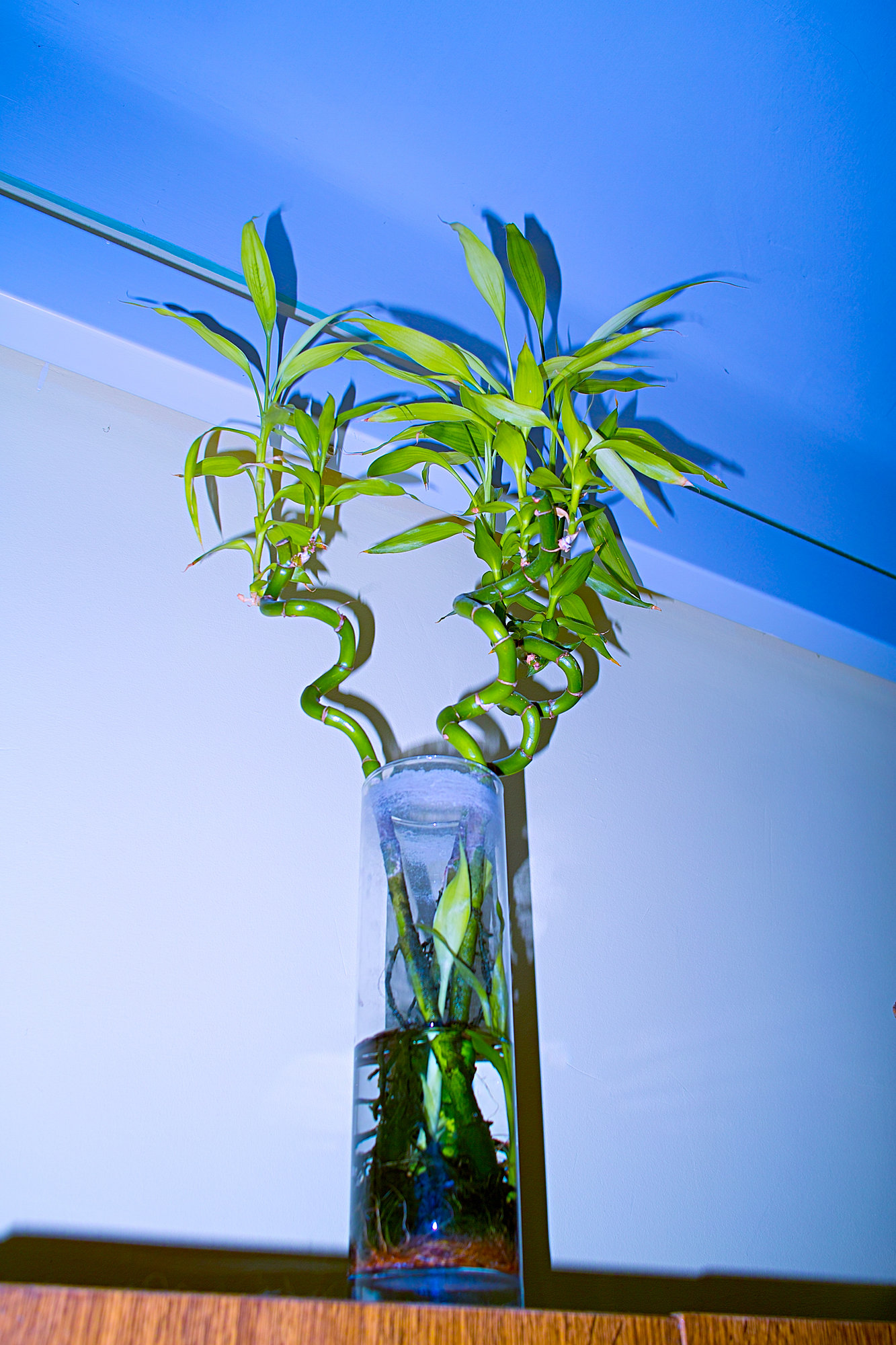 Sigma Foveon, photo 9 of 22