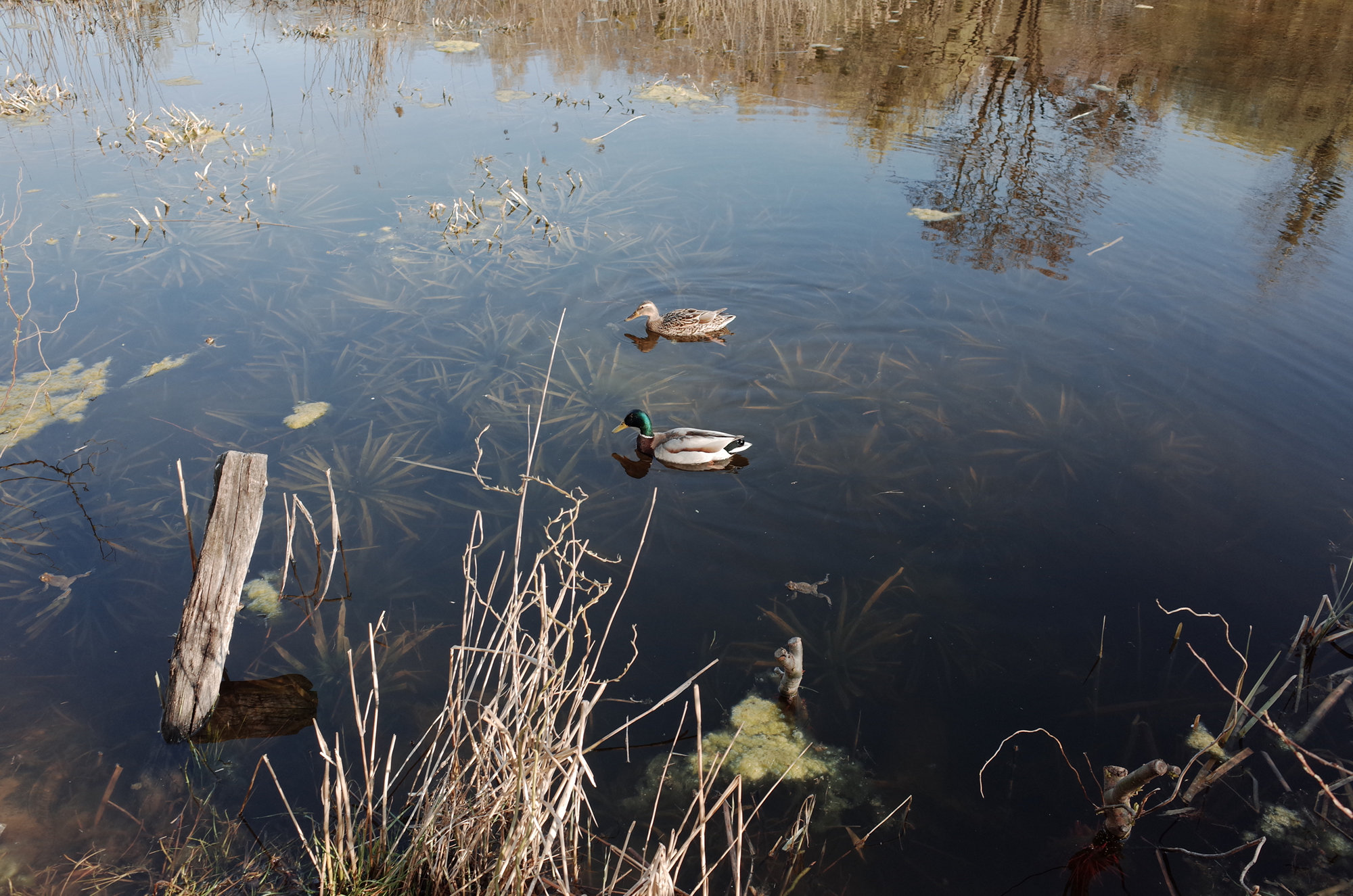 Lake - Ricoh GR II, photo 7