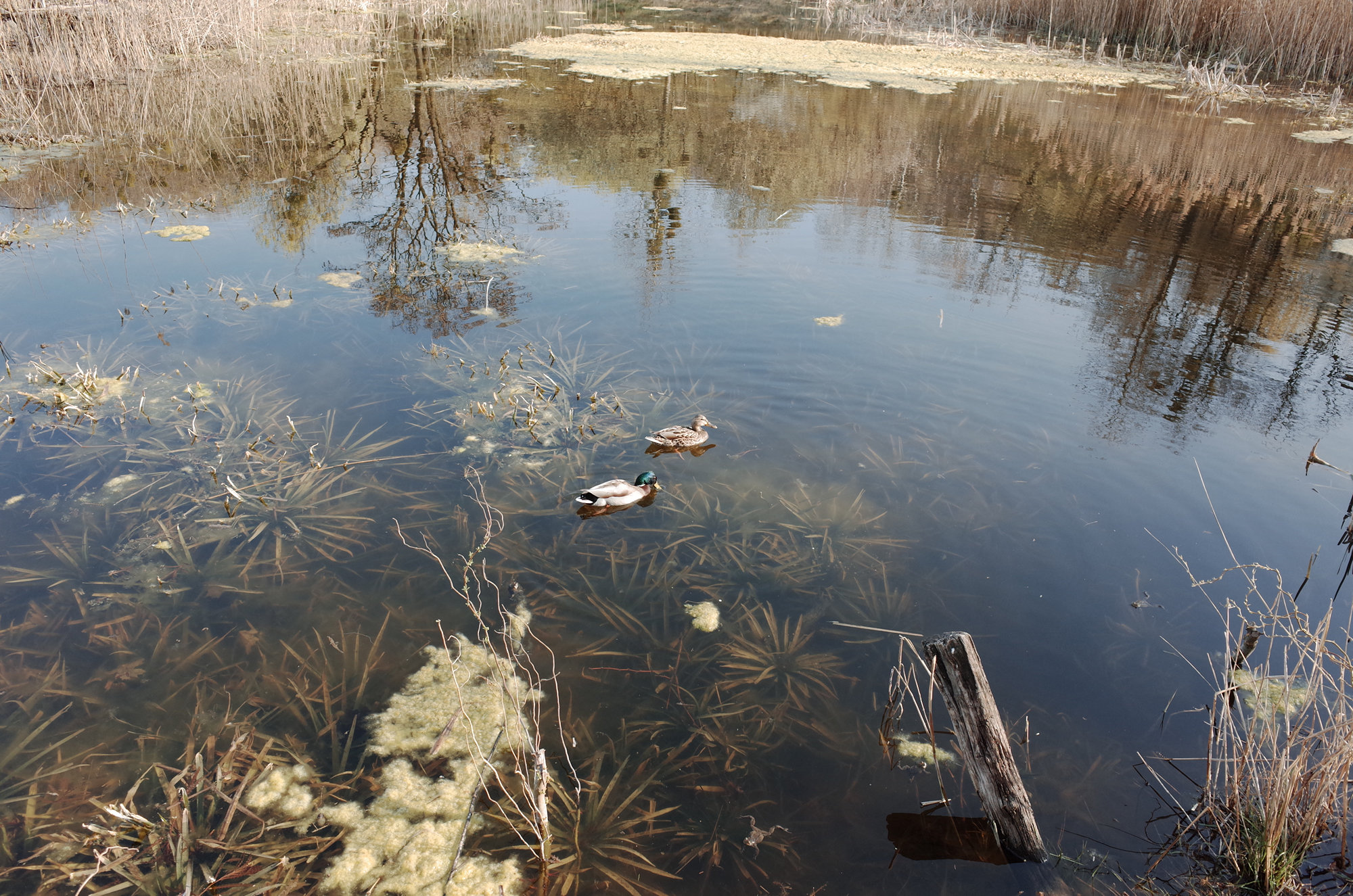 Lake - Ricoh GR II, photo 8